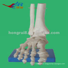 Life-size Foot Joint skeleton Model,human foot
